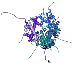 Electrophorèse de zones des protéines en conditions natives et en gel  imprégné 1