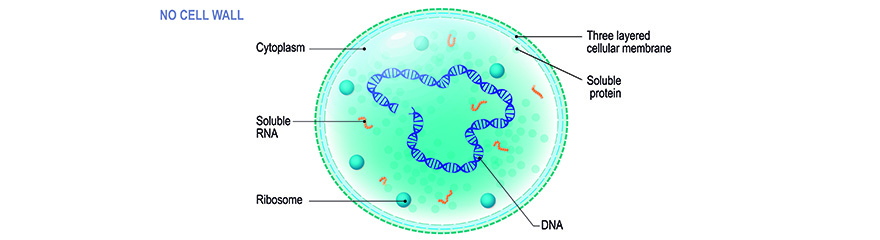 mycoplasma structure