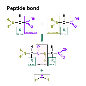 Biochimie des protéines BCM514